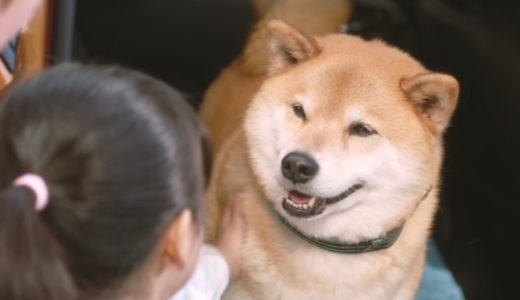 柴犬まる、インスタ世界一のアイドル犬の新作ムービー公開　#Shibainu　#maru