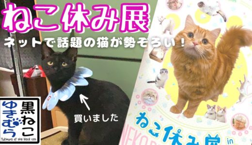 【ねこ休み展】インスタグラムなどで人気の猫ちゃん達がたくさん！富山市 マリエとやまで開催中♪子猫のお土産を買ってきました♪