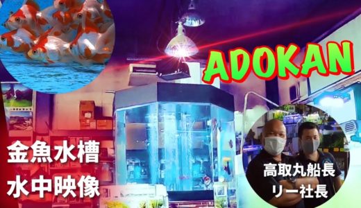 【土浦観賞魚センターインスタグラム】金魚アクアリウム〜買っちゃえアドカン