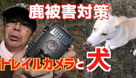 鹿被害対策｜犬の臭い付けとトレイルカメラを設置してみる！でも撮れない！