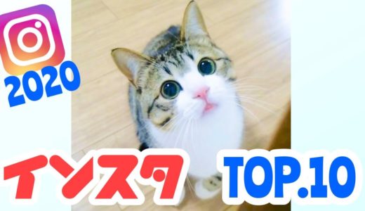【インスタ】74万人フォロワー様感謝！2020年人気投稿ランキング TOP.10【保護猫】vol.64