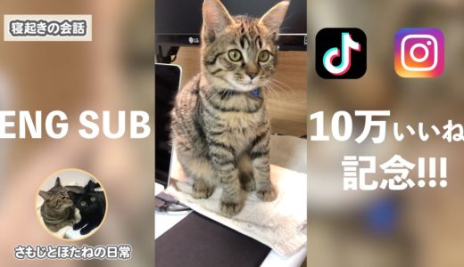 【Tiktok、インスタ】計10万いいね記念!!しゃべる子猫の、バズった超絶可愛い面白動画まとめ!!