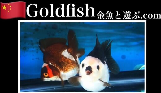 中国高級一点物 金魚販売開始！土浦観賞魚インスタグラム　マジなヤツ！