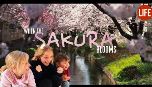 When the Sakura Blooms | Life in Japan Episode 153