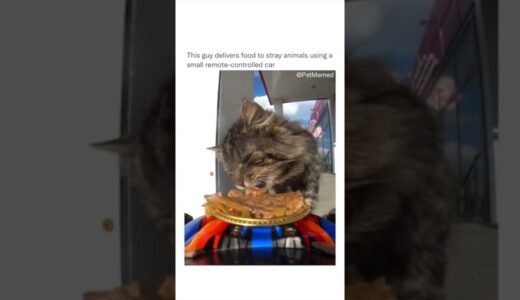 Funny animal videos I found on Instagram 75