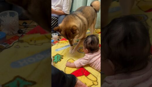ホリホリで赤ちゃんを喜ばせる柴犬🤣 #インスタグラム